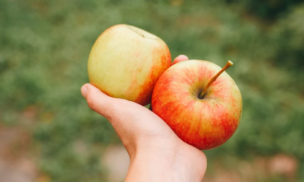 دستی که دو سیب را با هم گرفته است