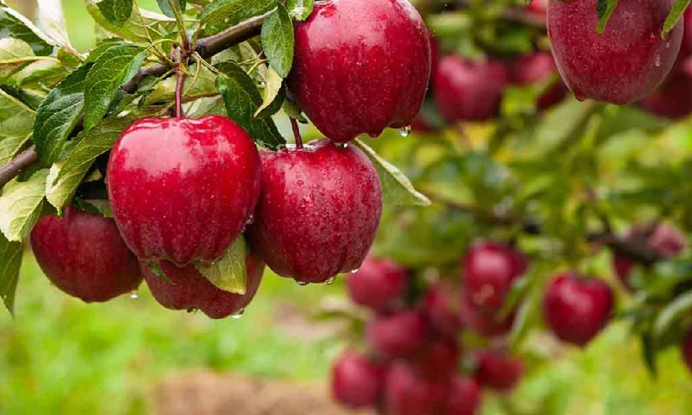 سیب های قرمز روی درخت | رژیم لاغری 3 روزه سیب